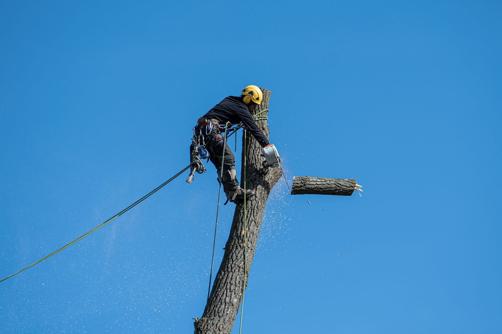Heartwood Tree Surgery tree surgeon in Newcastle